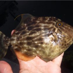 家族でハゲ狩り!