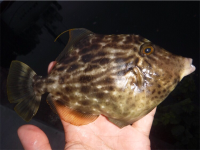 家族でハゲ狩り!