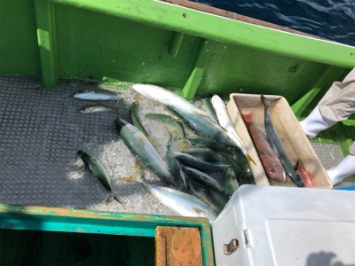 孝洋丸 落とし込み