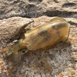 今年は遅い⁉︎