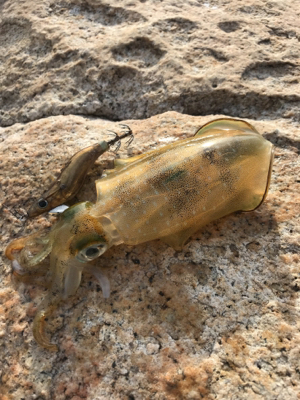 今年は遅い⁉︎