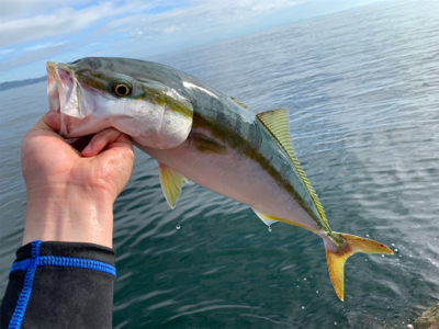 ヤズとかネリゴとか