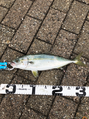 ショアから初青物