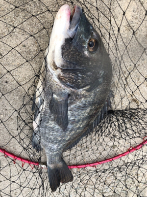 ライトショアジギングでツバス