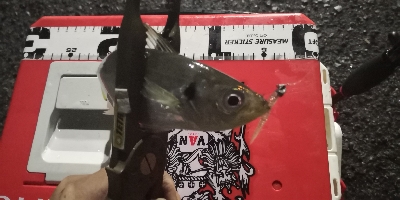 アジング練習14