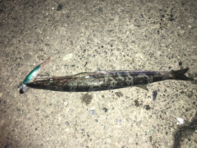 ルアーとサビキ