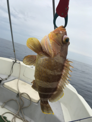 知り合いの船でタイラバ、アマラバ。