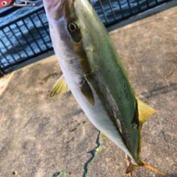 祭りはどこへ…劇渋ハマチ♪