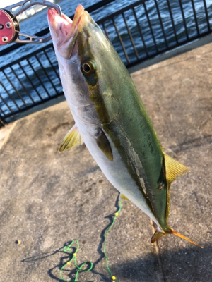 祭りはどこへ...劇渋ハマチ♪