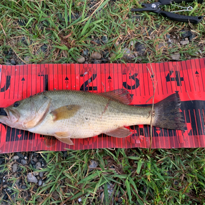 フロッグ デビュー