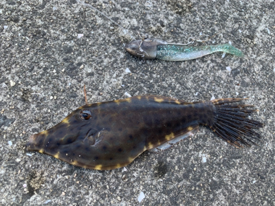 へんなヤツつれたったw