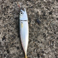 今日はサッパリ