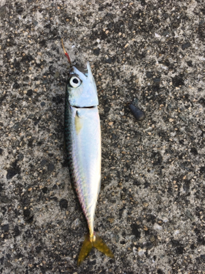 今日はサッパリ