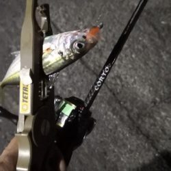 アジング練習15