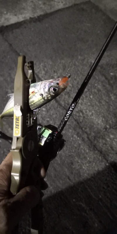 アジング練習15