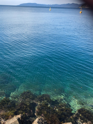 2.5号エギと同サイズ！