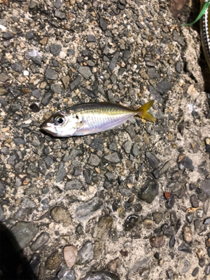 暇つぶしにアジング