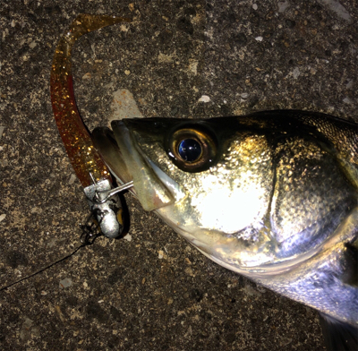 朝マズメパワー シーバスにツバス