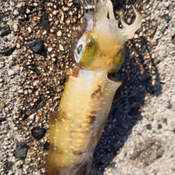 爆釣期待しましたが、、、