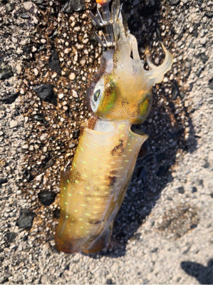 爆釣期待しましたが、、、