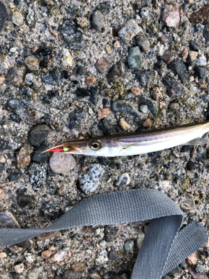 朝マヅメエギング