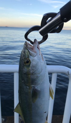 初めての海釣り園
