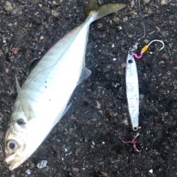 久々のお土産ゲット