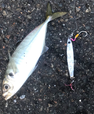 久々のお土産ゲット