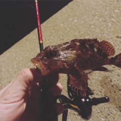 呼子ナイトアジング