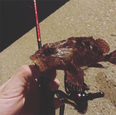 呼子ナイトアジング