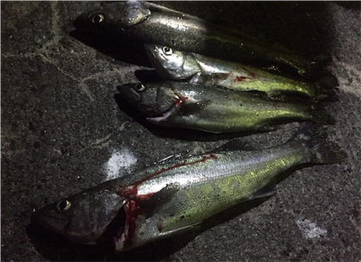 シーバスゲーム