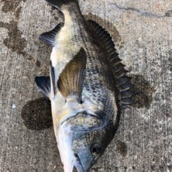 本日は蒸し暑くアタリも少ない