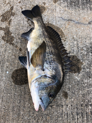 本日は蒸し暑くアタリも少ない