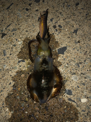 海が呼んでるんですもの♡