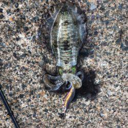 シンコ調査第二弾