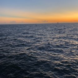 アジ、太刀魚は不発