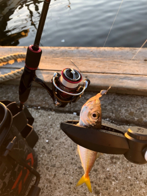 夕マヅメのアジング♫