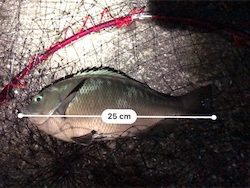 久しぶりに天草