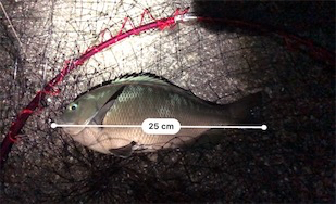 久しぶりに天草