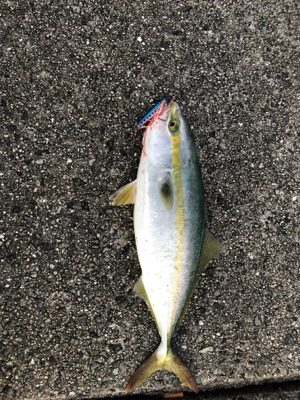 新しいメタルジグで