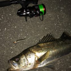 潮回りは悪いけどなんとか1本