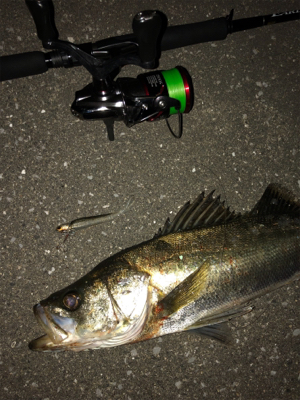 潮回りは悪いけどなんとか1本