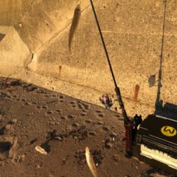 キスが食べたくなりまして・・・