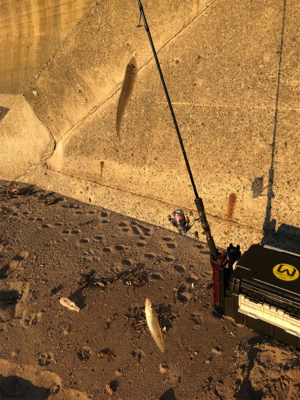 キスが食べたくなりまして・・・