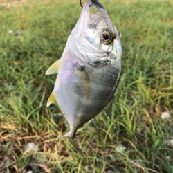 ボトムチニング