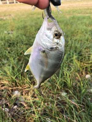 ボトムチニング