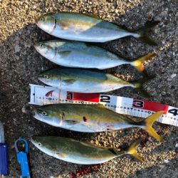 朝マズメツバッシング