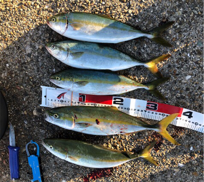 朝マズメツバッシング