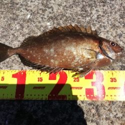 カワハギ釣りのはずが、色々釣れちゃった