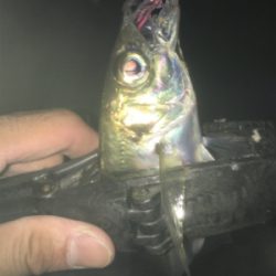 中アジ帰ってきた！